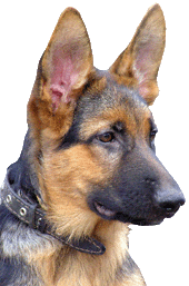 dog0046.gif